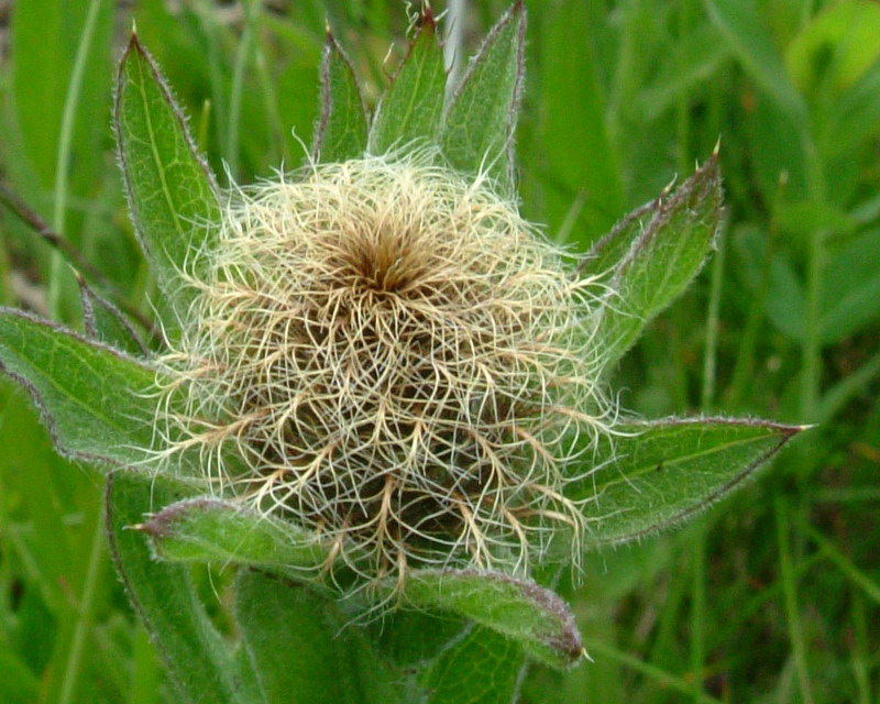Centaurea: 4 specie
